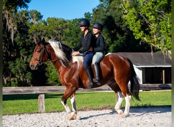 Arbeitspferd, Wallach, 7 Jahre, 152 cm, Schecke
