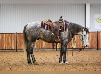 Arbeitspferd Mix, Wallach, 7 Jahre, 152 cm, Schimmel