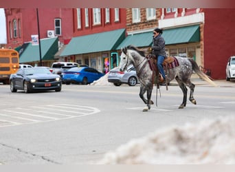 Arbeitspferd Mix, Wallach, 7 Jahre, 152 cm, Schimmel
