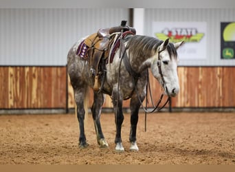 Arbeitspferd Mix, Wallach, 7 Jahre, 152 cm, Schimmel