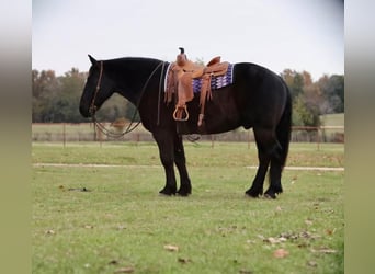 Arbeitspferd Mix, Wallach, 7 Jahre, 155 cm, Rappe