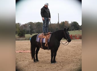 Arbeitspferd Mix, Wallach, 7 Jahre, 155 cm, Rappe