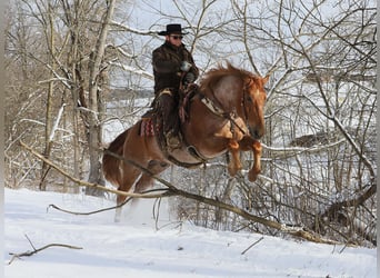 Arbeitspferd Mix, Wallach, 7 Jahre, 157 cm, Roan-Red