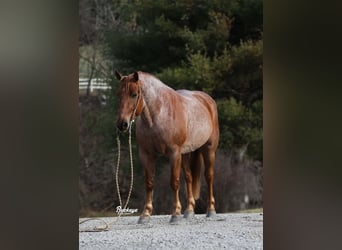 Arbeitspferd Mix, Wallach, 7 Jahre, 157 cm, Roan-Red