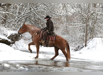 Arbeitspferd Mix, Wallach, 7 Jahre, 157 cm, Roan-Red