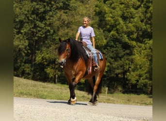 Arbeitspferd Mix, Wallach, 7 Jahre, 157 cm, Rotbrauner