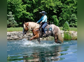 Arbeitspferd, Wallach, 7 Jahre, 157 cm, Rotfuchs