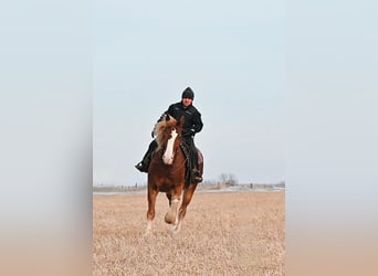 Arbeitspferd, Wallach, 7 Jahre, 157 cm, Rotfuchs