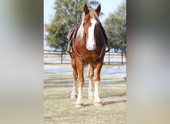 Arbeitspferd, Wallach, 7 Jahre, 157 cm, Rotfuchs