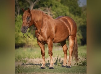 Arbeitspferd Mix, Wallach, 7 Jahre, 157 cm, Rotfuchs