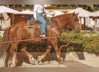 Arbeitspferd Mix, Wallach, 7 Jahre, 157 cm, Rotfuchs
