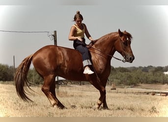Arbeitspferd Mix, Wallach, 7 Jahre, 157 cm, Rotfuchs