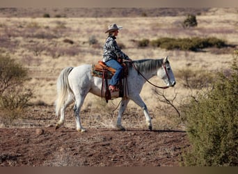 Arbeitspferd Mix, Wallach, 7 Jahre, 157 cm, Schimmel