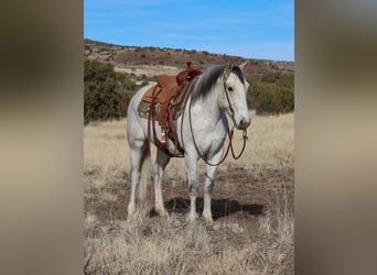 Arbeitspferd Mix, Wallach, 7 Jahre, 157 cm, Schimmel