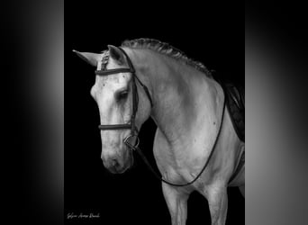 Arbeitspferd Mix, Wallach, 7 Jahre, 157 cm, Schimmel
