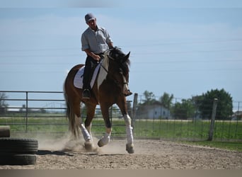 Arbeitspferd, Wallach, 7 Jahre, 157 cm, Tobiano-alle-Farben