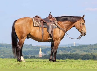 Arbeitspferd, Wallach, 7 Jahre, 160 cm, Buckskin