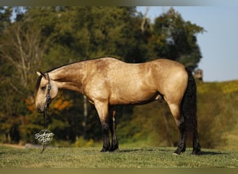 Arbeitspferd Mix, Wallach, 7 Jahre, 160 cm, Buckskin