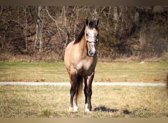 Arbeitspferd, Wallach, 7 Jahre, 160 cm, Grullo