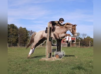 Arbeitspferd Mix, Wallach, 7 Jahre, 160 cm, Roan-Red