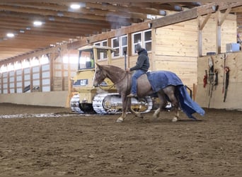 Arbeitspferd Mix, Wallach, 7 Jahre, 160 cm, Roan-Red