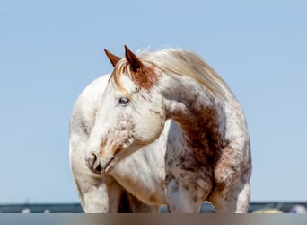 Arbeitspferd Mix, Wallach, 7 Jahre, 160 cm, Rotfuchs