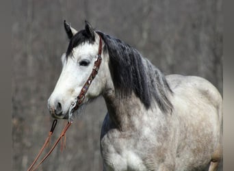 Arbeitspferd, Wallach, 7 Jahre, 160 cm, Schimmel