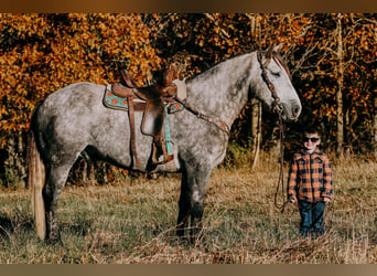 Arbeitspferd, Wallach, 7 Jahre, 163 cm, Apfelschimmel