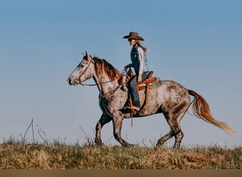 Arbeitspferd, Wallach, 7 Jahre, 163 cm, Apfelschimmel