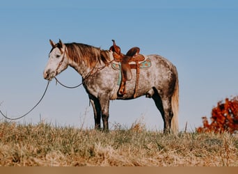 Arbeitspferd, Wallach, 7 Jahre, 163 cm, Apfelschimmel