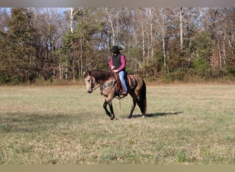 Arbeitspferd, Wallach, 7 Jahre, 163 cm, Buckskin