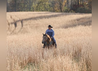 Arbeitspferd, Wallach, 7 Jahre, 163 cm, Buckskin