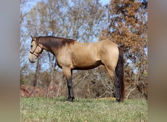 Arbeitspferd, Wallach, 7 Jahre, 163 cm, Buckskin