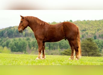 Arbeitspferd, Wallach, 7 Jahre, 163 cm, Dunkelfuchs