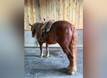 Arbeitspferd, Wallach, 7 Jahre, 163 cm, Dunkelfuchs