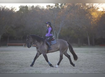 Arbeitspferd Mix, Wallach, 7 Jahre, 163 cm, Grullo