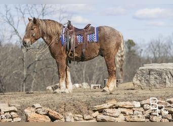 Arbeitspferd, Wallach, 7 Jahre, 163 cm, Roan-Red