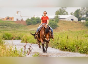 Arbeitspferd Mix, Wallach, 7 Jahre, 163 cm, Rotbrauner