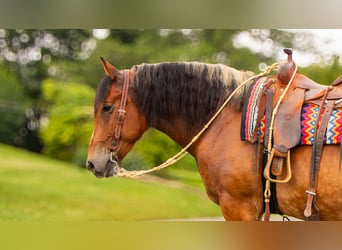 Arbeitspferd Mix, Wallach, 7 Jahre, 163 cm, Rotbrauner