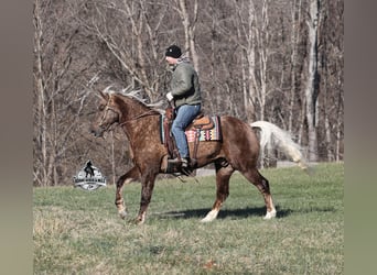 Arbeitspferd Mix, Wallach, 7 Jahre, 163 cm