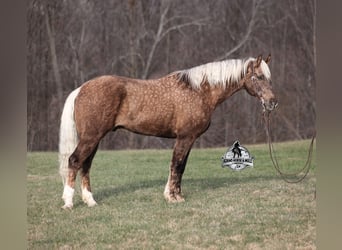 Arbeitspferd Mix, Wallach, 7 Jahre, 163 cm