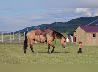 Arbeitspferd Mix, Wallach, 7 Jahre, 165 cm, Buckskin