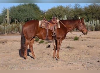 Arbeitspferd Mix, Wallach, 7 Jahre, 165 cm, Dunkelfuchs