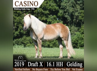 Arbeitspferd Mix, Wallach, 7 Jahre, 165 cm, Palomino