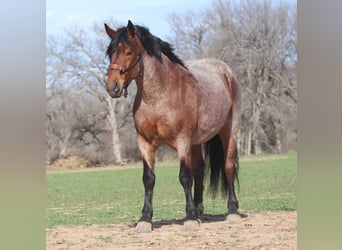 Arbeitspferd, Wallach, 7 Jahre, 165 cm, Roan-Bay