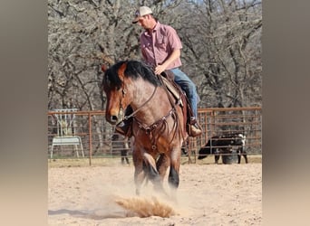 Arbeitspferd, Wallach, 7 Jahre, 165 cm, Roan-Bay