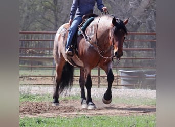 Arbeitspferd, Wallach, 7 Jahre, 165 cm, Roan-Bay