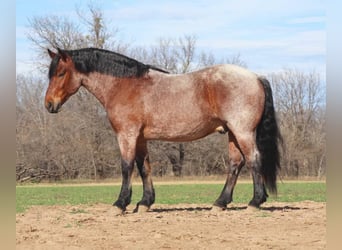 Arbeitspferd, Wallach, 7 Jahre, 165 cm, Roan-Bay