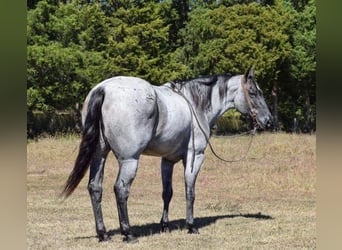 Arbeitspferd, Wallach, 7 Jahre, 165 cm, Roan-Blue