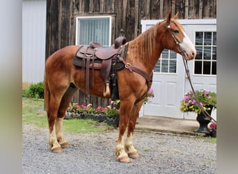 Arbeitspferd Mix, Wallach, 7 Jahre, 165 cm, Rotfuchs